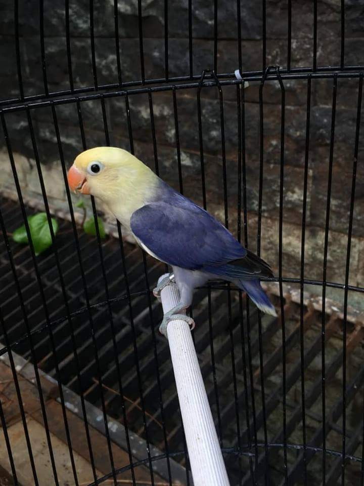 39+ Gambar burung lovebird pb vio terbaru