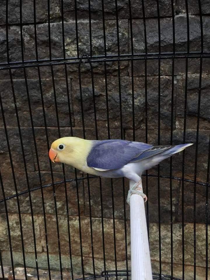 87 Gambar Lovebird Pb Vio Paling Hist 87 Gambar Lovebird Pb Vio Paling Hist
