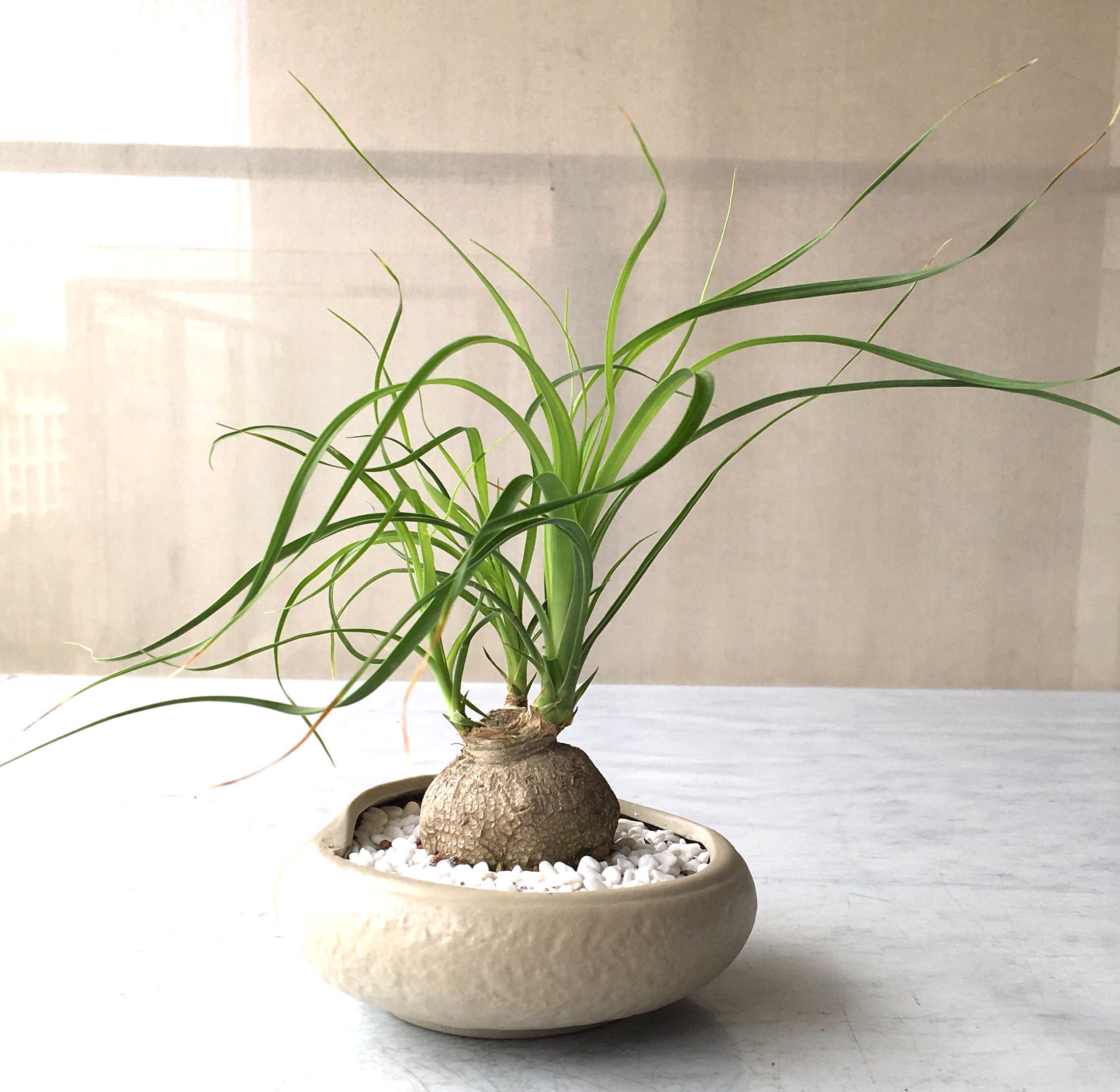Succulent Beaucarnea Recurvata Elephant S Foot Ponytail Palm