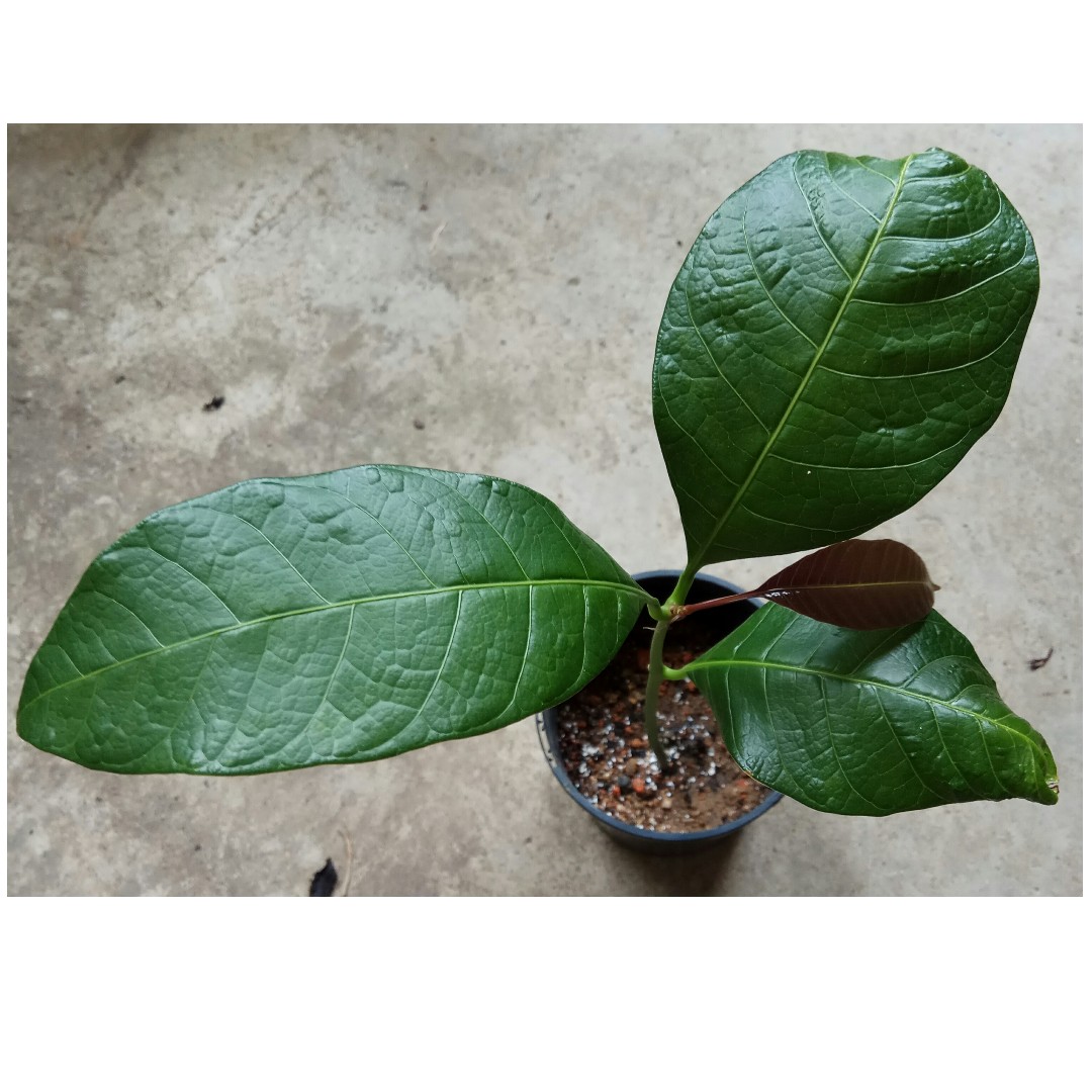 Thai Rainbow Mango Seedling Young Plant Gardening Plants On