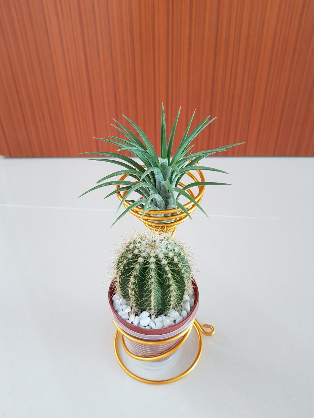 Air Plant Cactus For Office Gardening Plants On Carou Air Plant Cactus For Office