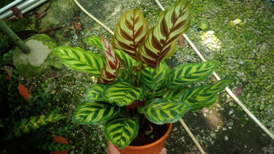 Calathea Peacock Plant Medium Gardening Plants On Carousell Calathea Peacock Plant Medium Gardening Plants On Carousell