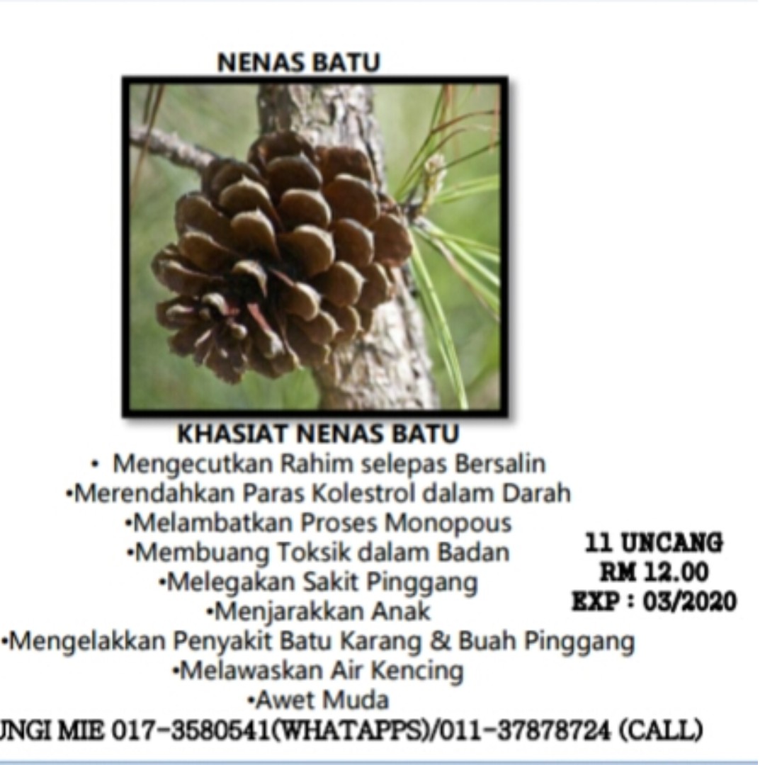 Pengobatan Dan Khasiat Herbal Khasiat Nanas Muda