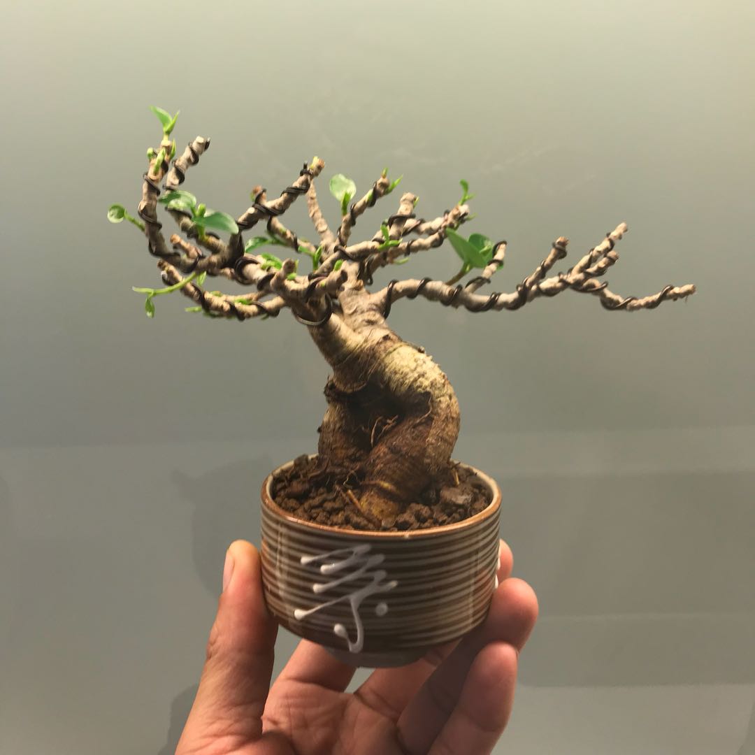 Mame Bonsai - Ficus, Gardening, Plants on Carousell Mame Bonsai - Ficus, Gardening, Plants on Carousell