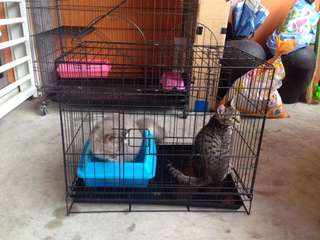 Sangkar kucing custom D.I.Y pvc, Pet Supplies, Aksesori 