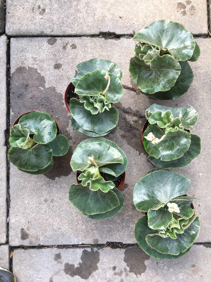 begonia venosa furniture home living gardening plants seeds on carousell