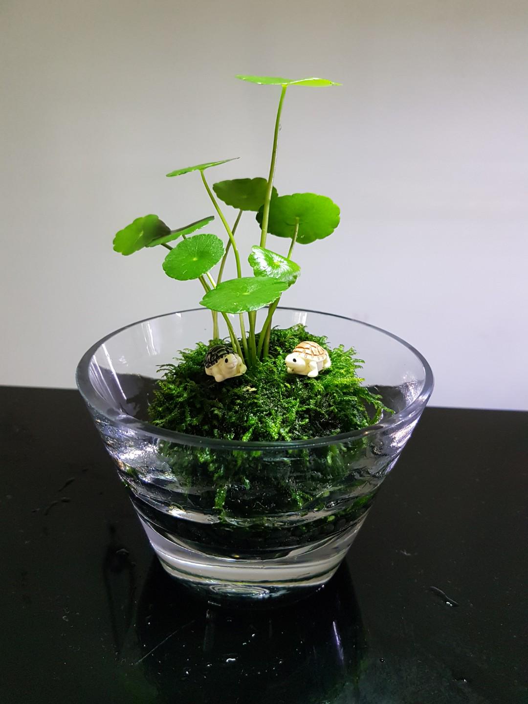 Wabi Kusa Indoor Plants Office Plants Aquatic Gift Terrarium