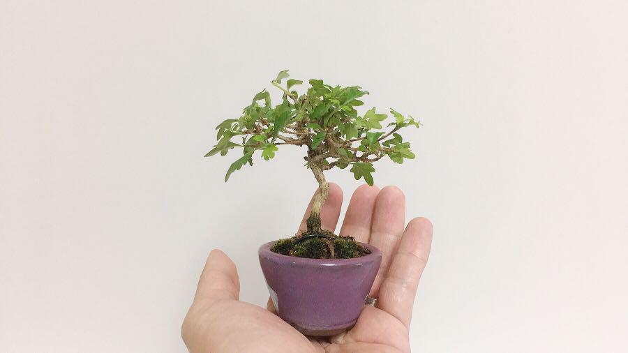 日本直送豆盆匂い楓盆栽 楓香 傢俬 家居 Gardening Plants Carousell