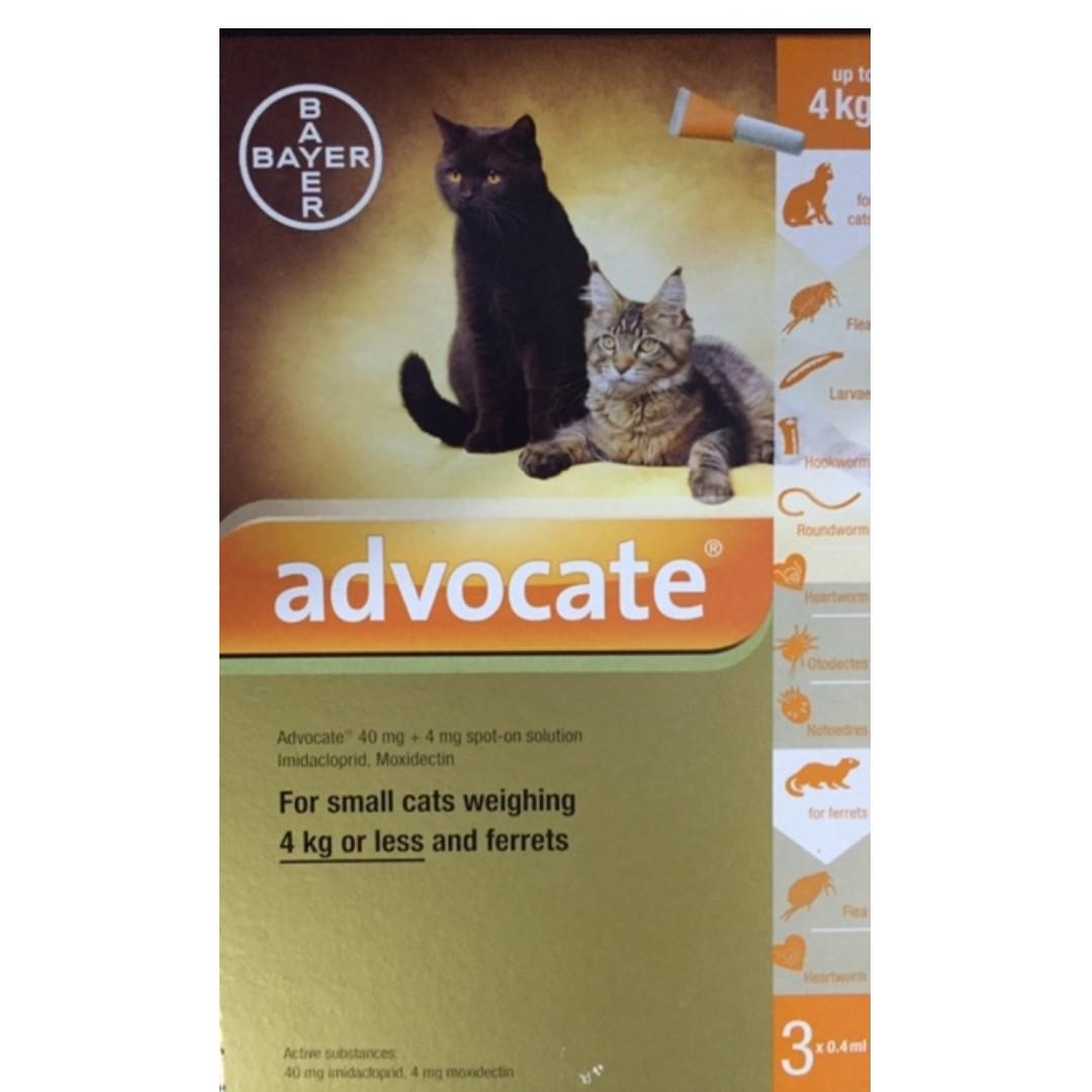 advocate for small cats and ferrets