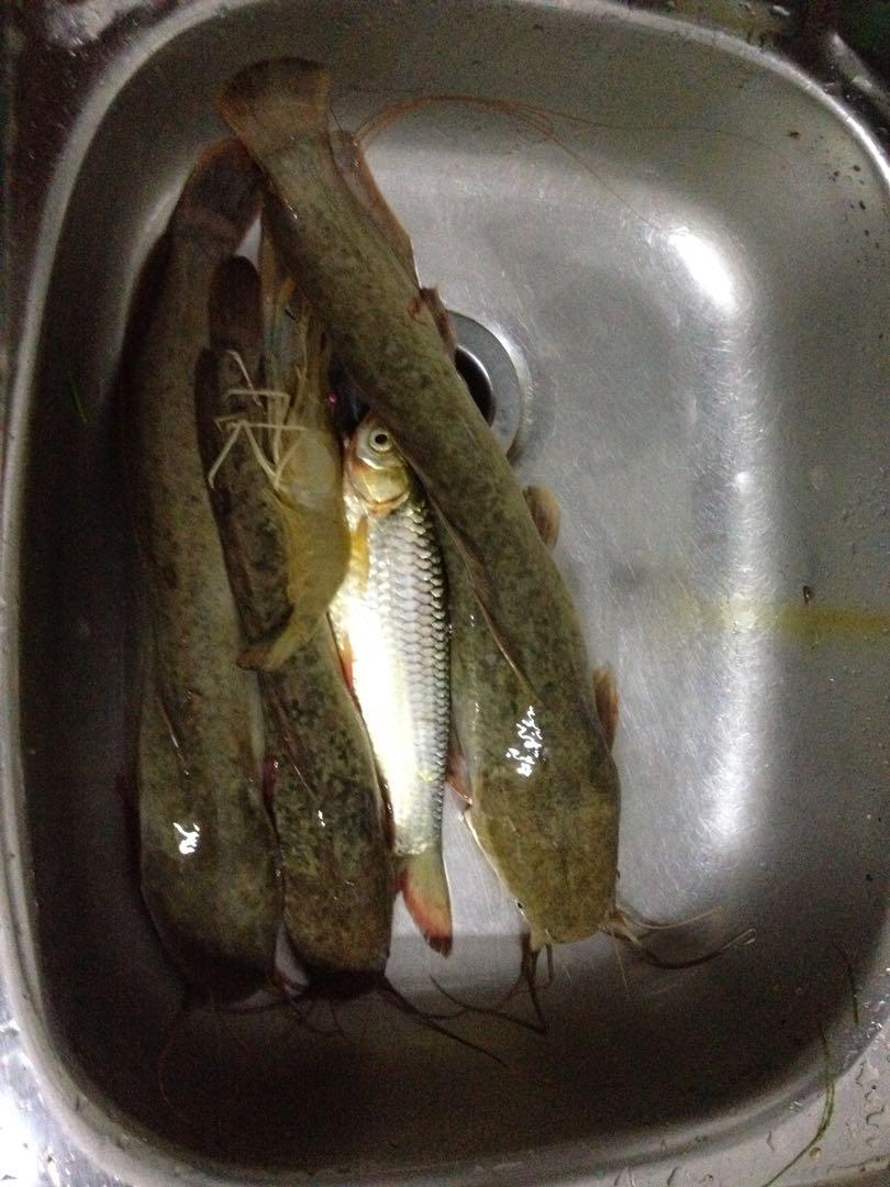 Ikan Sungai Keli Jelawat Udang Seekor Food Drinks Instant Food On Carousell