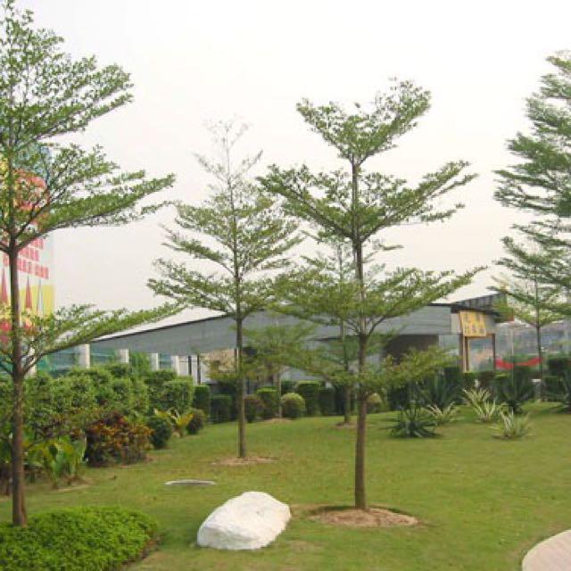 Spiny Black Olive Dwarf Geometry Tree Spiny Bucida Ming Tree Bucida Sp Gardening Pots Planters On Carousell