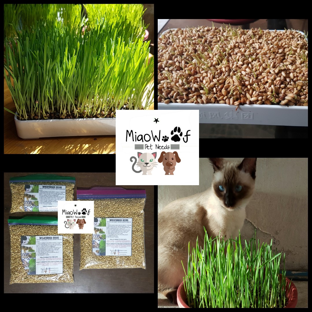 Wheatgrass Seeds Cat Grass Seeds For Cats Dogs Rabbit Tortoise Hamster Guinea Pig Pets Supplies Pet Accessories On Carousell