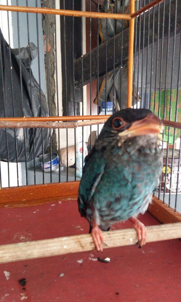 Burung Tengkek Buto Pet Supplies Accessories On Carousell