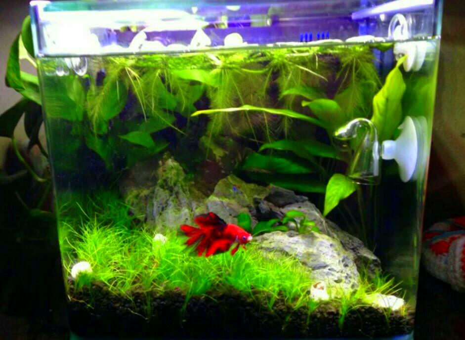 Pos Shipping Plant For Betta Fish Pokok Untuk Ikan Laga Water Lettuce Kiambang Pet Supplies Pet Accessories On Carousell