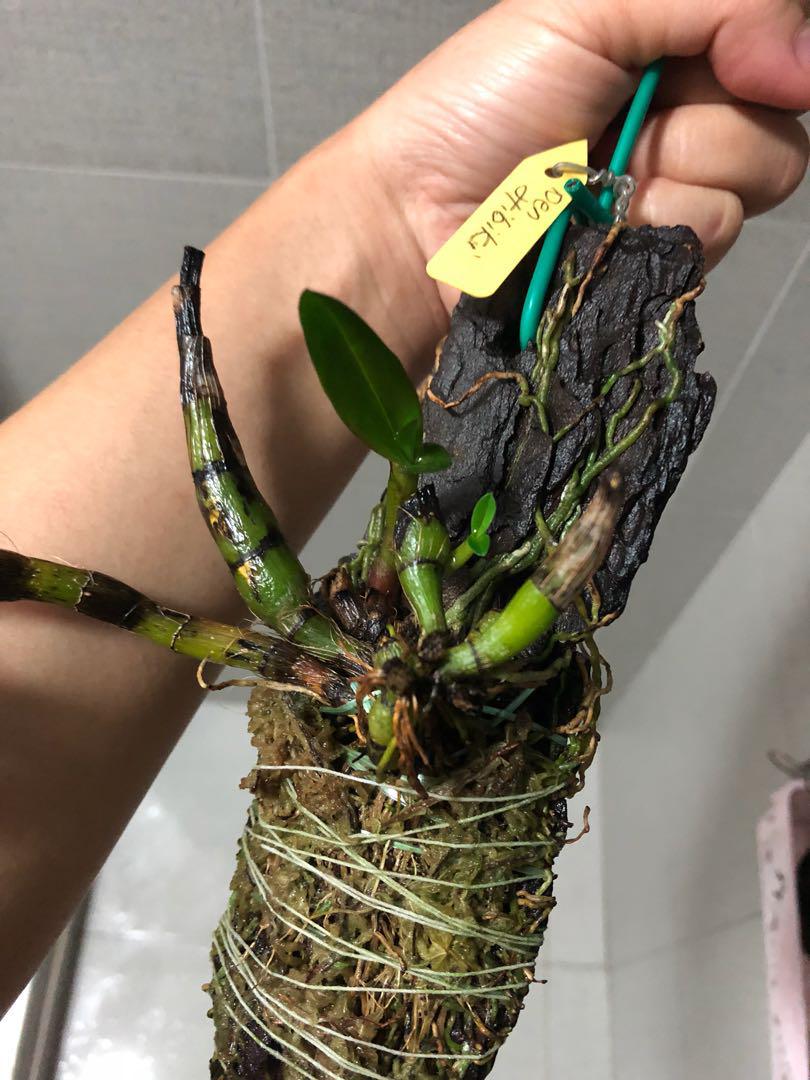 Dendrobium Hibiki orchid, Furniture & Home Living, Home Decor