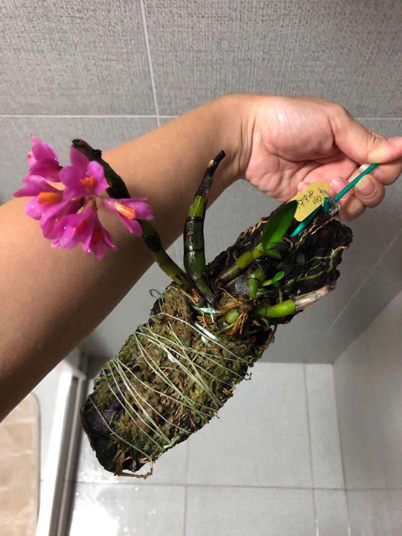 Dendrobium Hibiki orchid, Furniture & Home Living, Home Decor