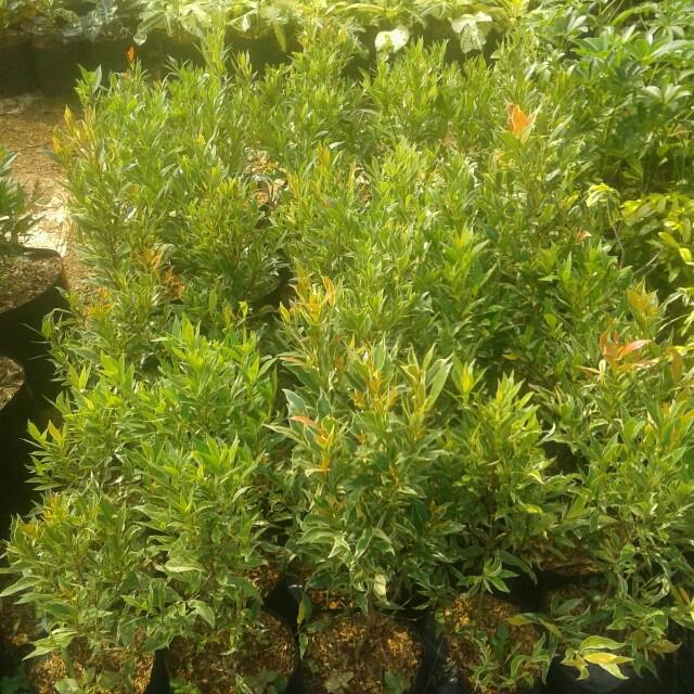 Taman pohon hias, Jasa, Lainnya di Carousell