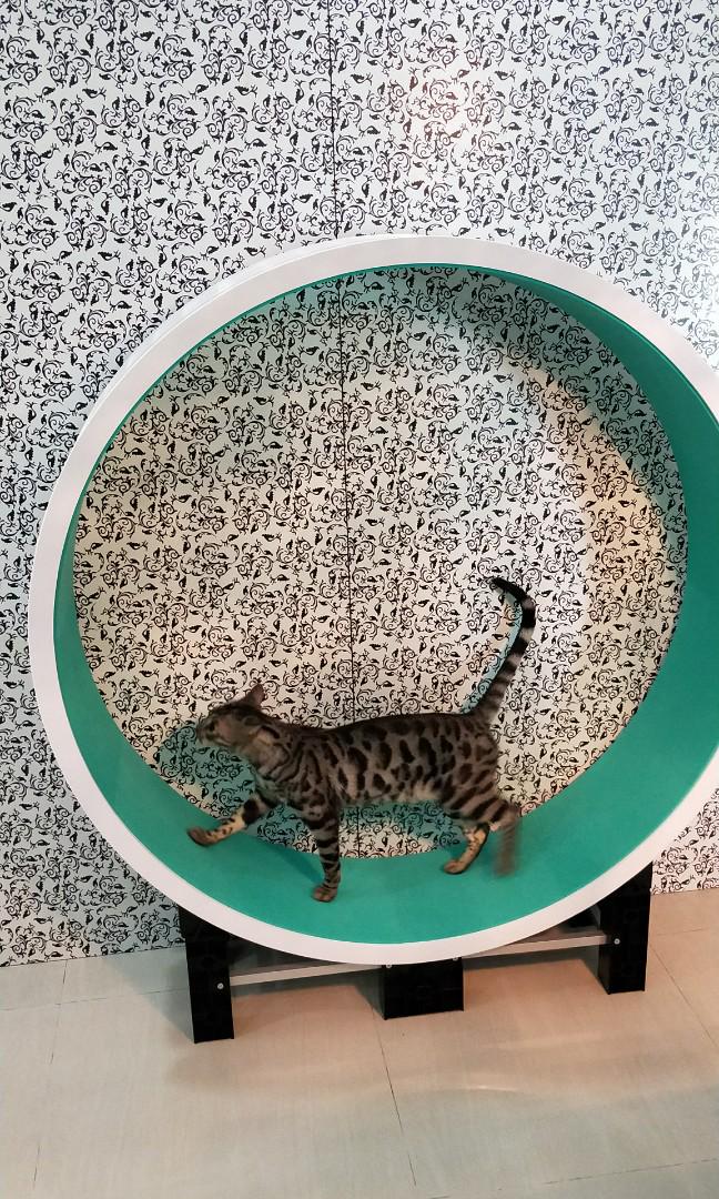 Cazami cat exercise wheel cost online
