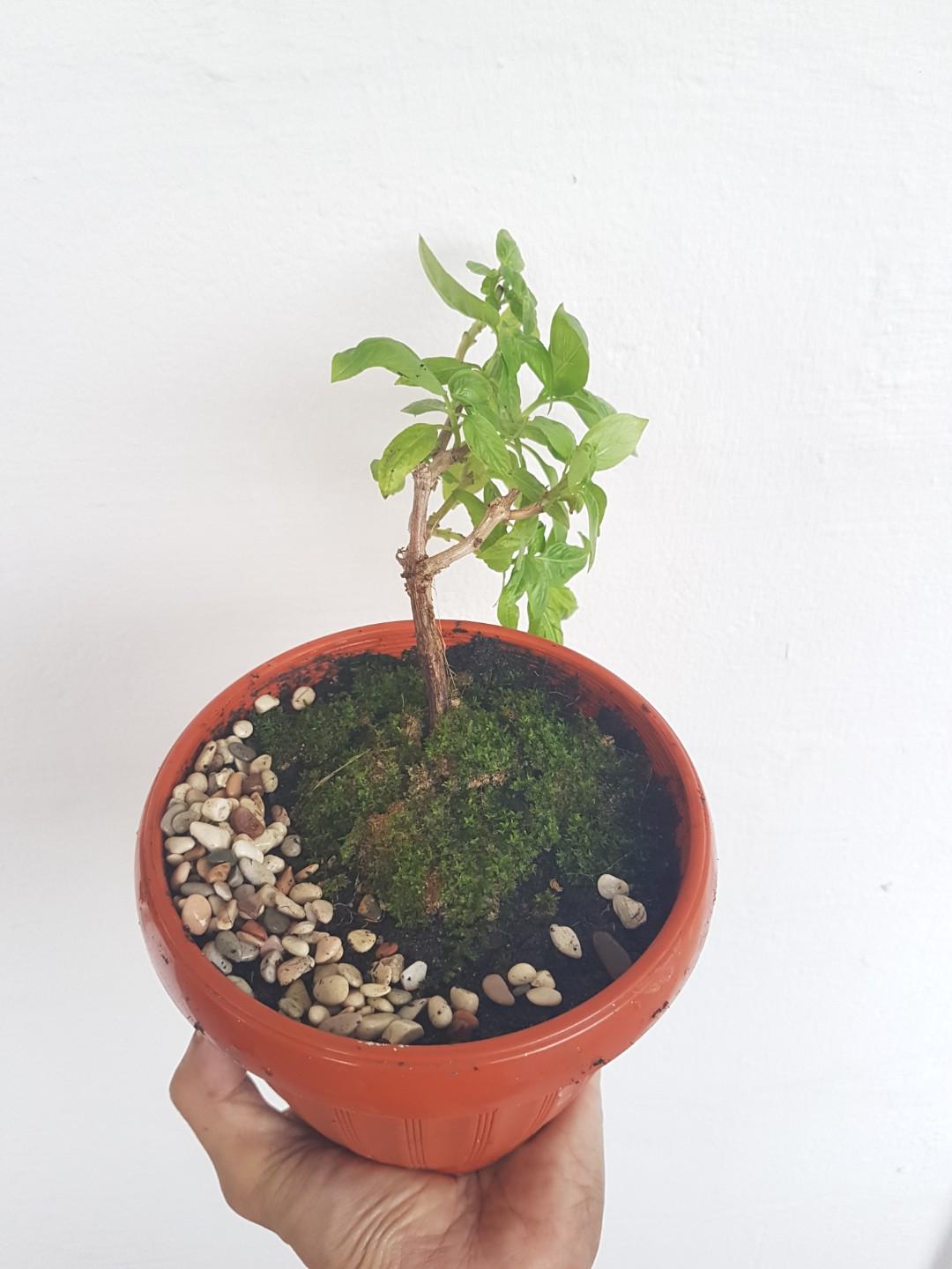 Basil Bonsai, Gardening, Pots & Planters on Carousell