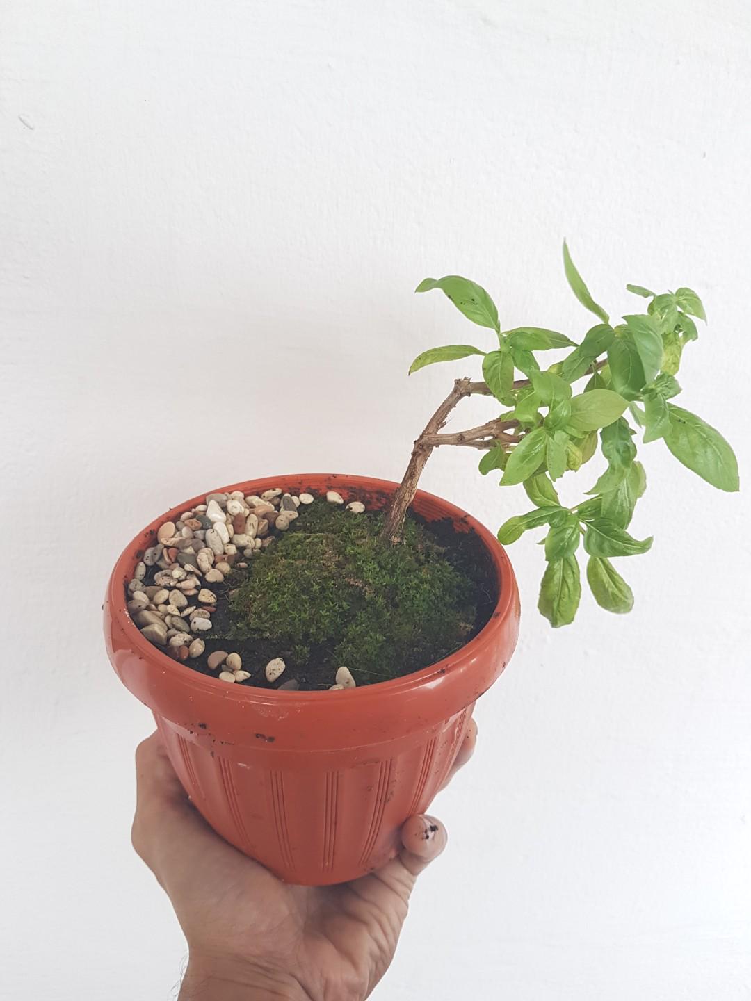 Basil Bonsai, Gardening, Pots & Planters on Carousell