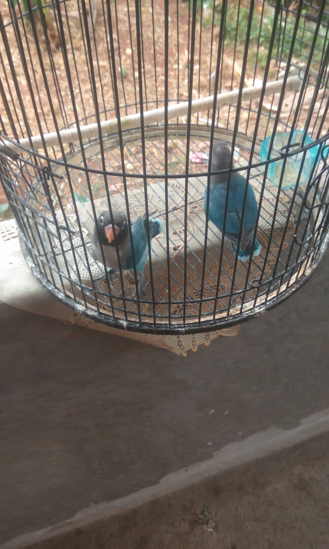 Burung Lovebird Biru Kobal Pet Supplies Accessories On Carousell