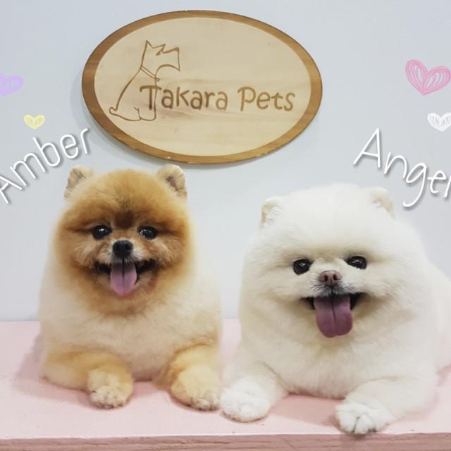Takara Pets Grooming Jurong, Pet Supplies, Health & Grooming on Carousell