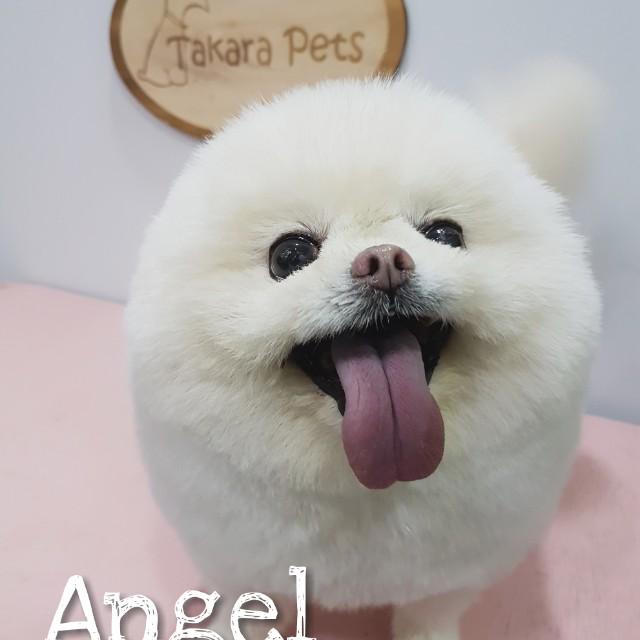 Takara Pets Grooming Jurong, Pet Supplies, Health & Grooming on Carousell