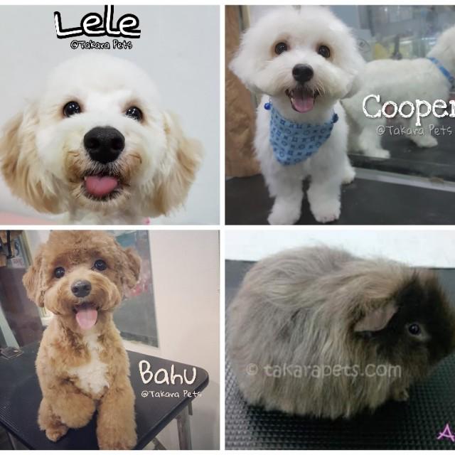Takara Pets Grooming Jurong, Pet Supplies, Health & Grooming on Carousell