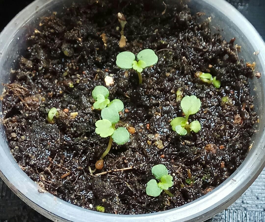 Strawberry Seedlings/Seeds, Gardening, Plants on Carousell Strawberry Seedlings/Seeds, Gardening, Plants on Carousell