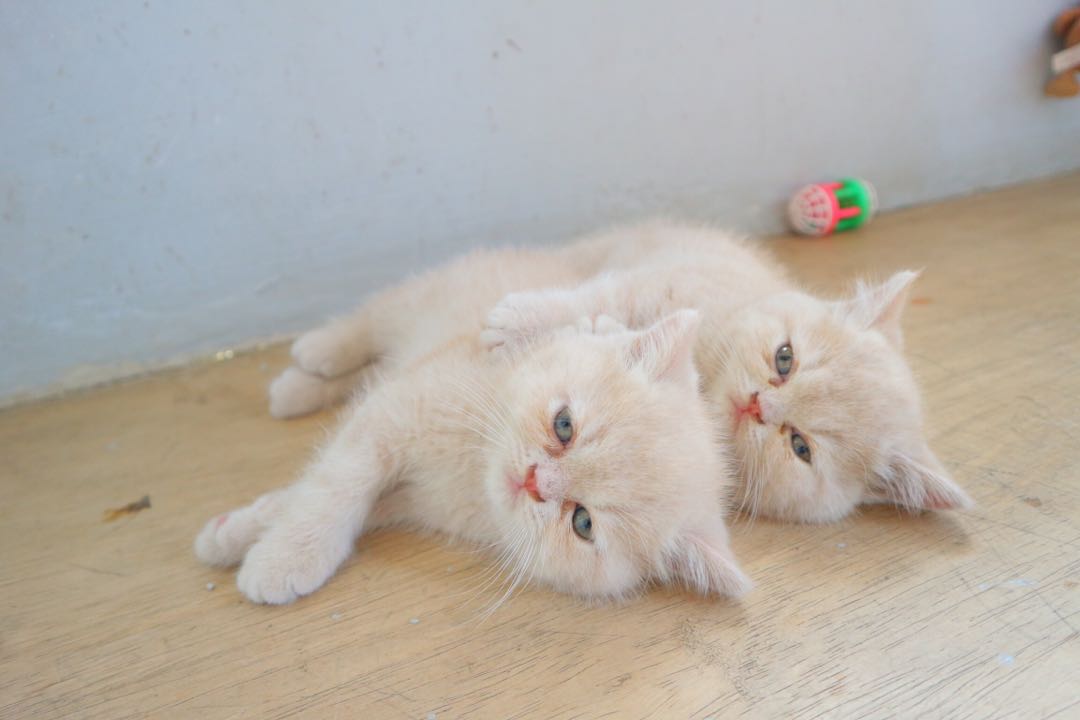 Kitten Persia Flat Shorthair Jantan Dan Betina Pet Supplies Food