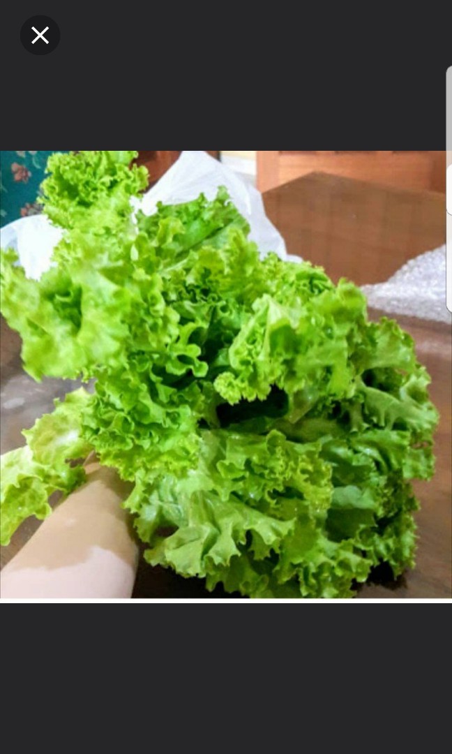 Ready Yuk Selada Hidroponik Harga Termurah Dan Dijamin Fresh