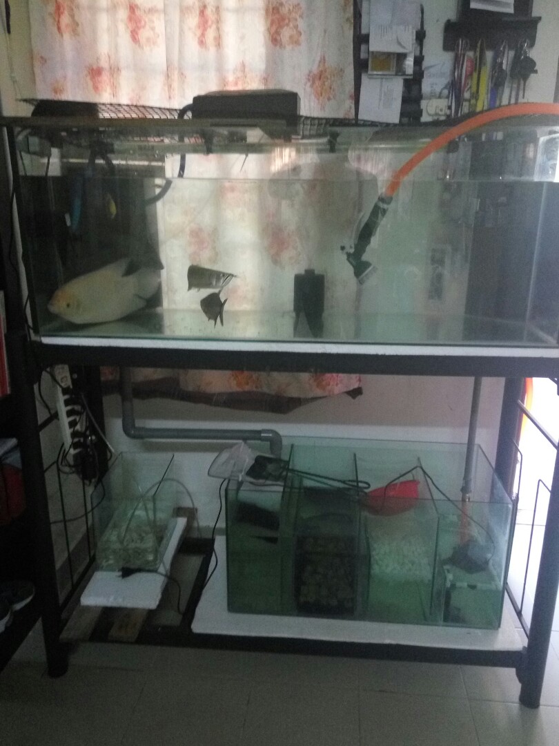 Aquarium Akuarium 4 kaki, Pet Supplies 