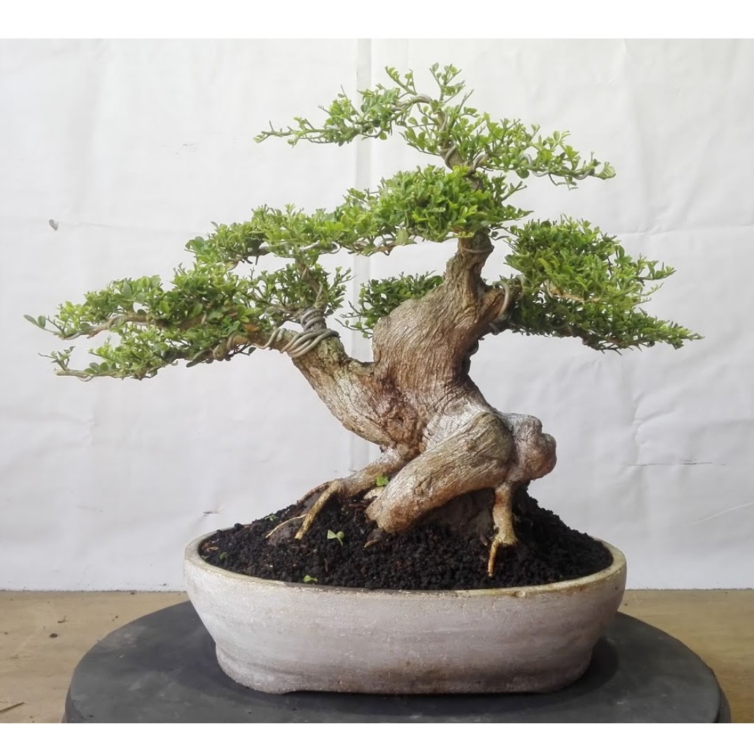 Káº¿t quáº£ hÃ¬nh áº£nh cho Murraya paniculata bonsai