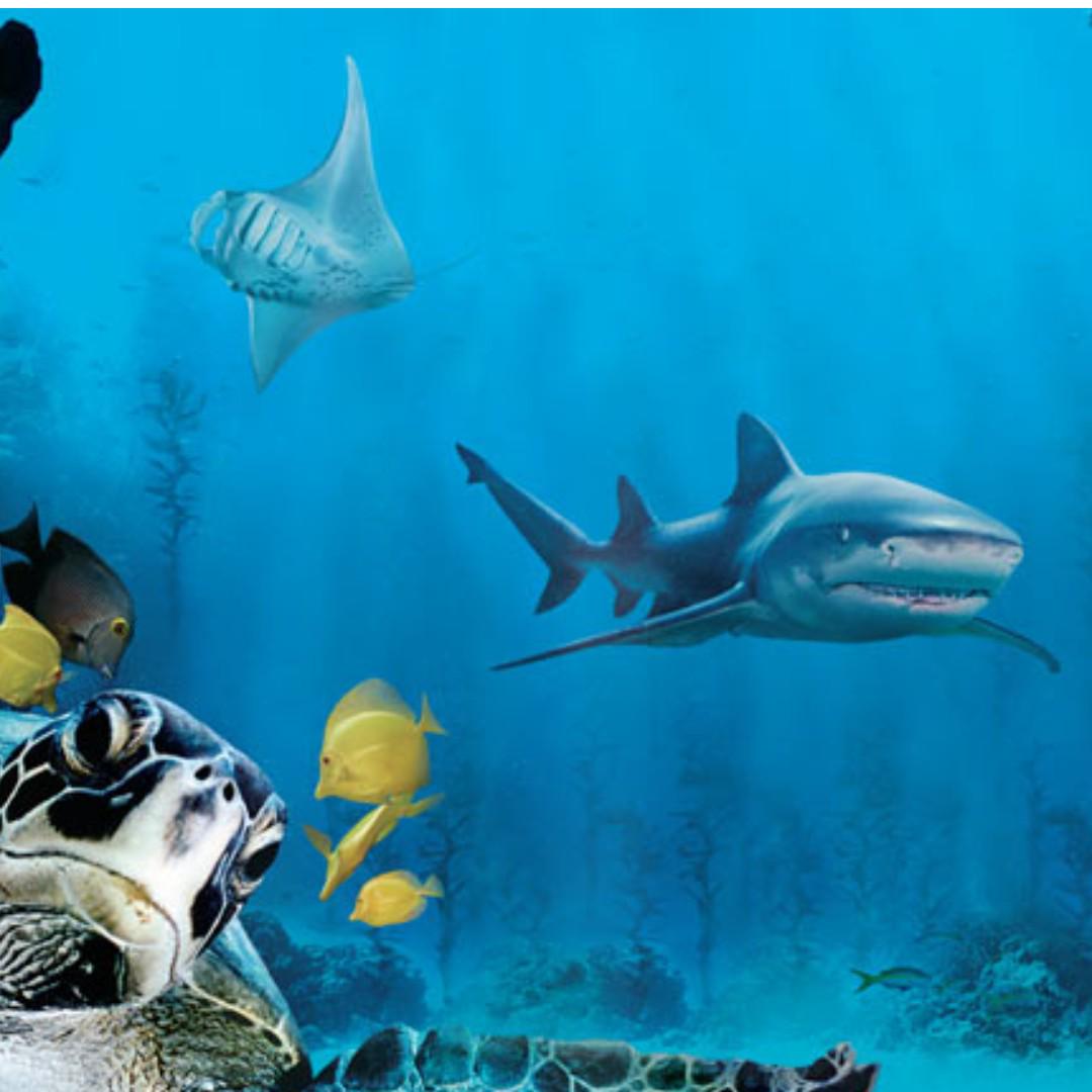 Imax Deep Sea 3d Blu Ray Music Media Cds Dvds Other Media
