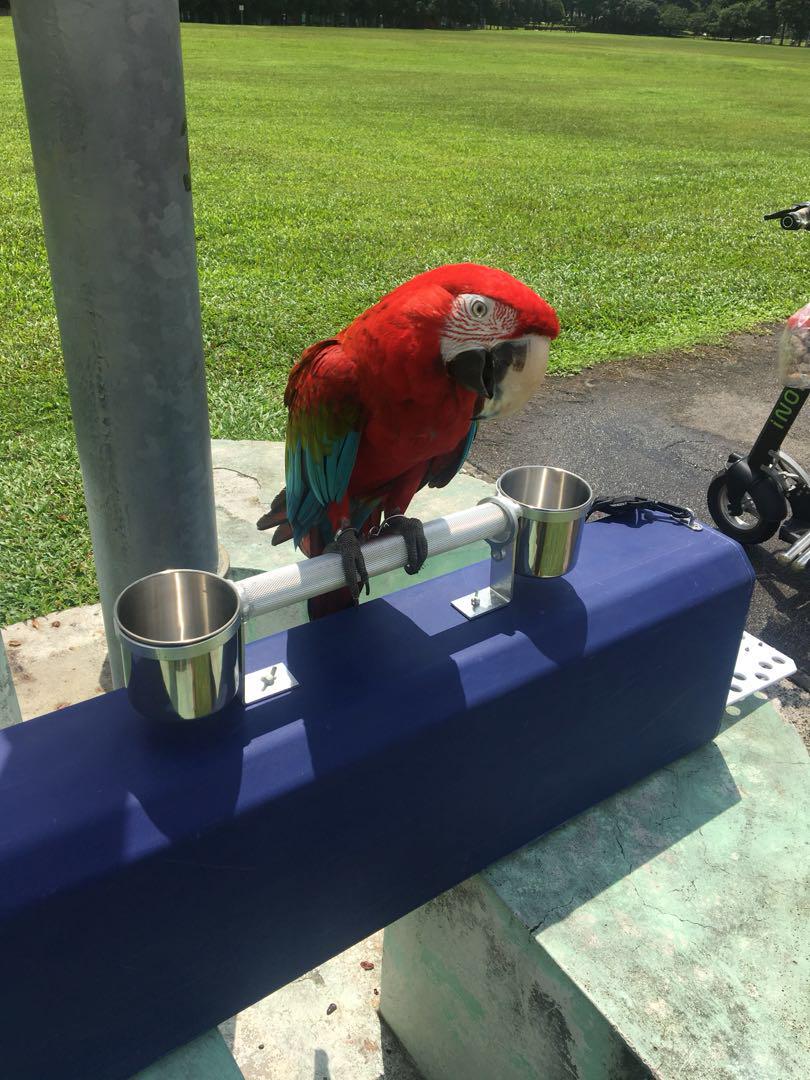 Macaw carrier