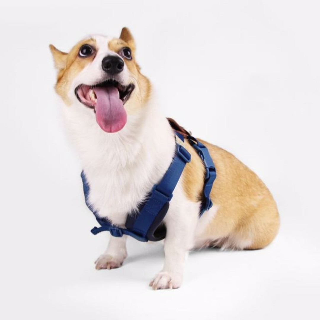 dog strap harness