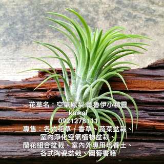 由 kaikai1902 (刊登 ID 180520951，圖片 1) 提交，位於 的 (類別：)，說明：。