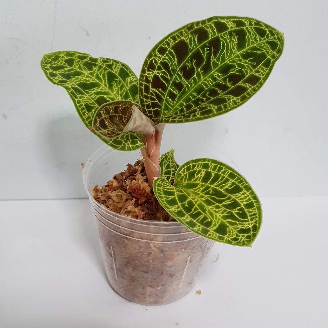 Jewel Orchid Macodes Petola For Sale Gardening Plants On Carousell
