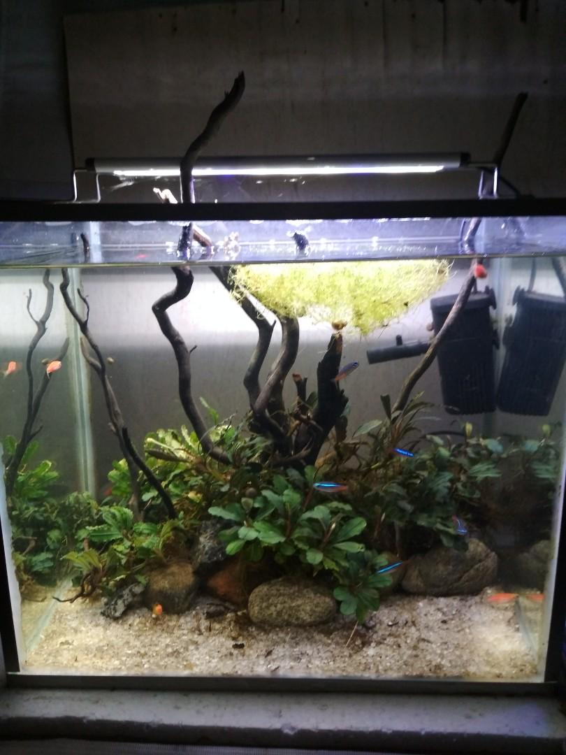 Tanaman Hias Aquarium Everything Else Others On Carousell