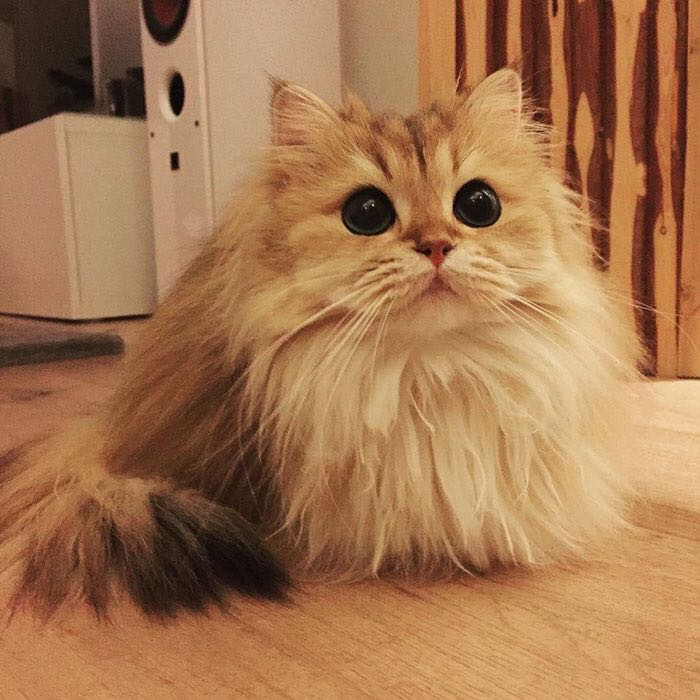 Warning Buy Kitten Cat Pet Supplies For Cats Cat