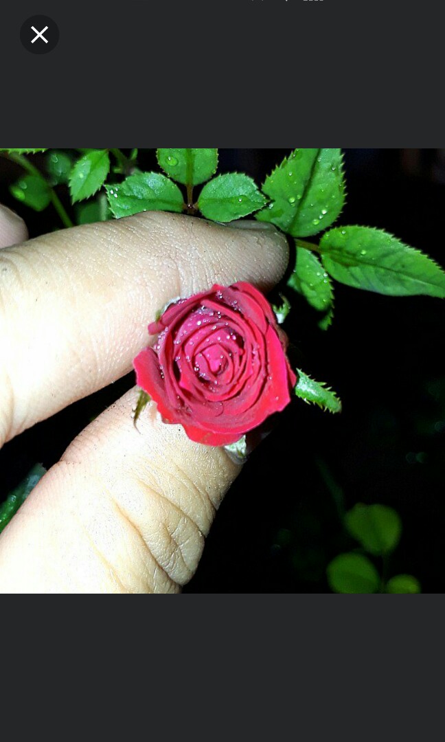 Sold Out Gardening Red Rose Seeds For Sale Gardening Plants On Carousell