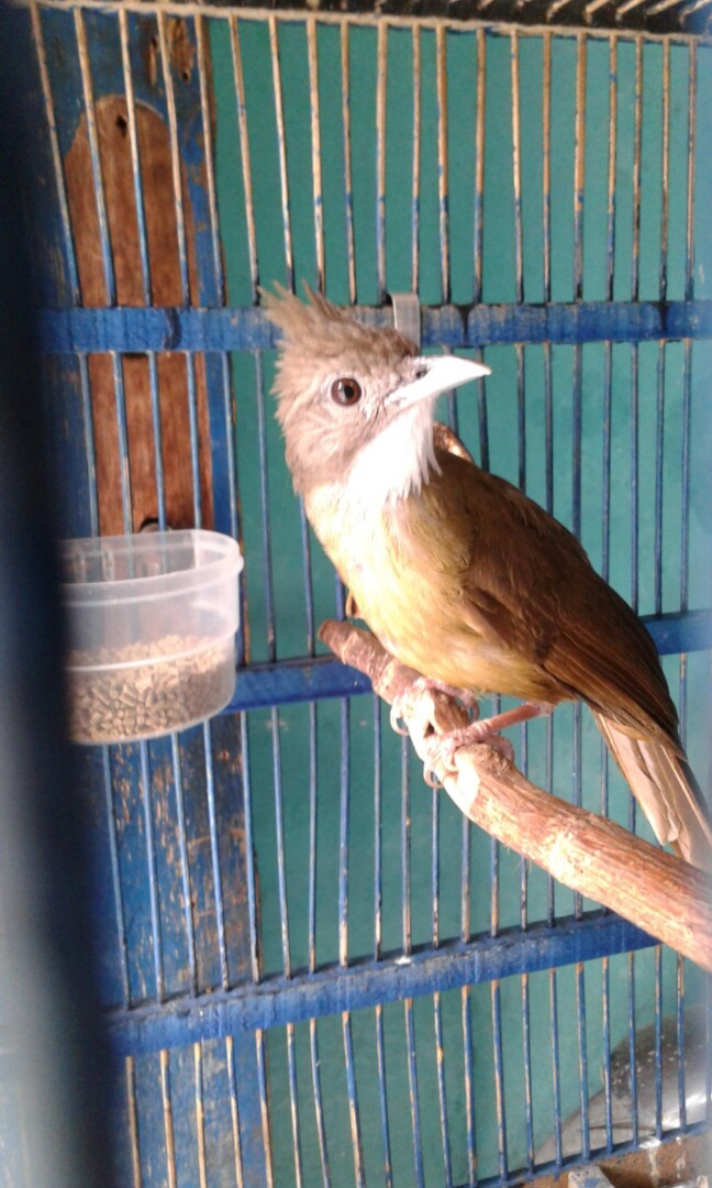 Burung Cucak Jenggot Medan Sehat Rajin Bunyi Mbeseet Ngeplong Perlengkapan Hewan Aksesoris Hewan Di Carousell