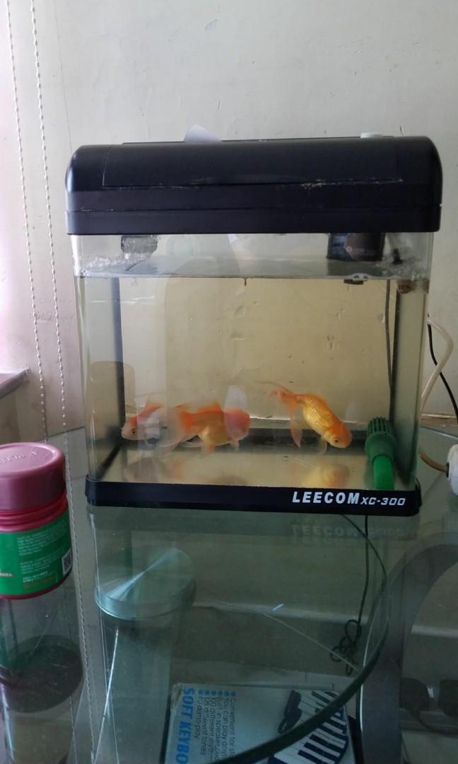 免費金魚缸及金魚 寵物用品 寵物飾物 Carousell