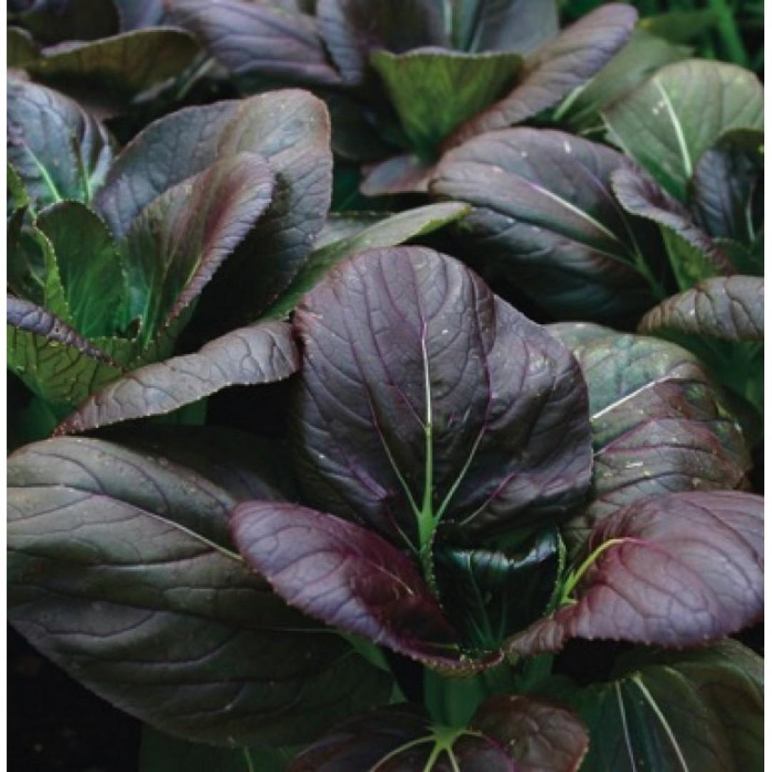 Bok Choy Purple Red Choi H Brassica Rapa Chinensis Group Vegetable Plant 1 5g 150 Seeds Gardening Plants On Carousell