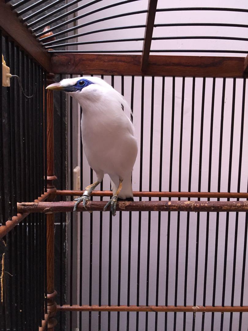 430 Koleksi Gambar Burung Jalak Bali Terbaru