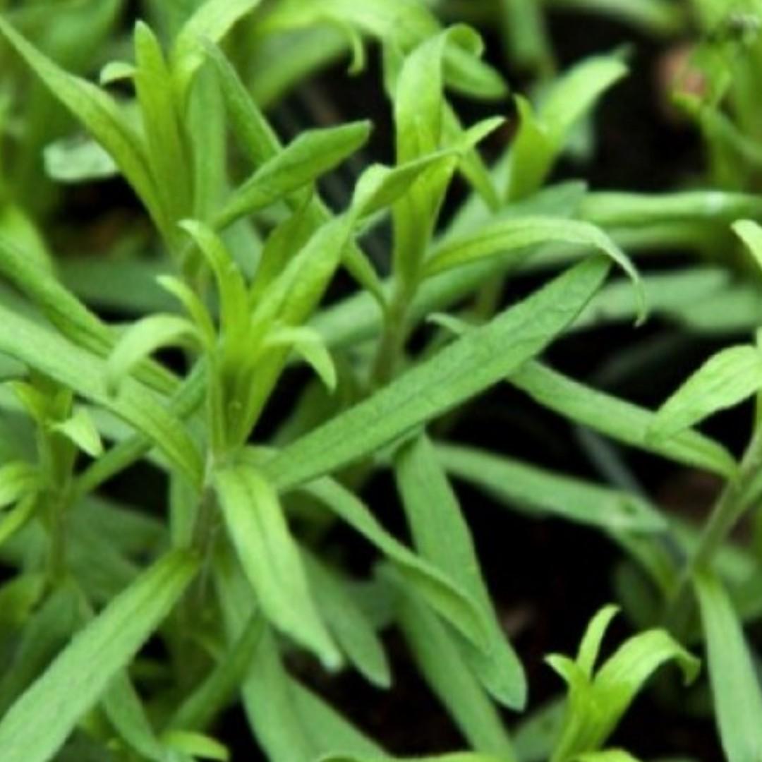 Russian Tarragon (Artemisia Dracunculoides L.) Perennial Herb Heirloom