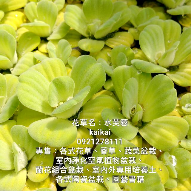 水生植物 水芙蓉 家具及居家用品 園藝 植物及種子在旋轉拍賣