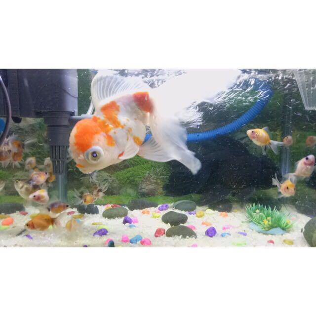 7500 Koleksi Aquarium Ikan Koki Jumbo Gratis Terbaru