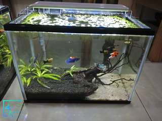 NEGO!!! | Aquascape Betta Sorority