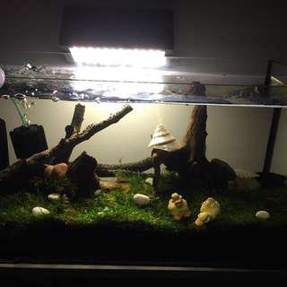 driftwood with moss pet